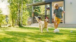 The Benefits of Choosing Outdoor End-of-Life Care for Your Pet A Guide to Peaceful Goodbyes